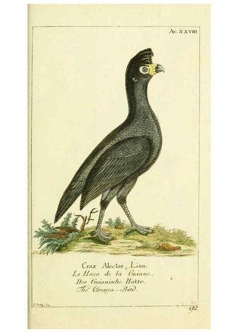 Reproducción/Reproduction 6009088536: Gemeinnüzzige Naturgeschichte des Thierreichs bd 2 plates Berlin ;bei Gottlieb August Lange,1780-1789