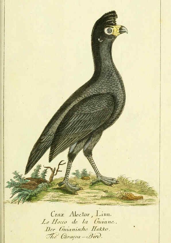 Reproducción/Reproduction 6009088536: Gemeinnüzzige Naturgeschichte des Thierreichs bd 2 plates Berlin ;bei Gottlieb August Lange,1780-1789