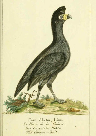Reproducción/Reproduction 6009088536: Gemeinnüzzige Naturgeschichte des Thierreichs bd 2 plates Berlin ;bei Gottlieb August Lange,1780-1789