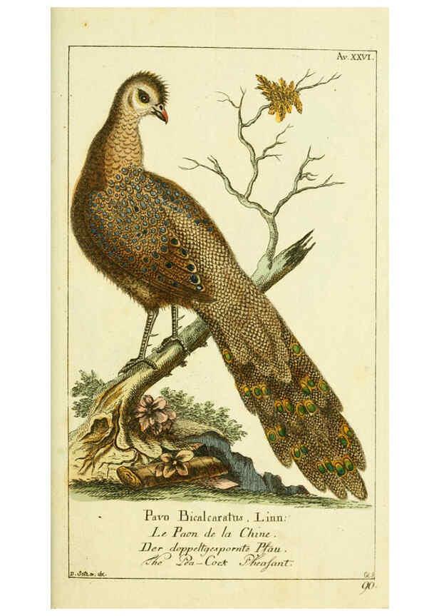 Reproducción/Reproduction 6008540307: Gemeinnüzzige Naturgeschichte des Thierreichs bd 2 plates Berlin ;bei Gottlieb August Lange,1780-1789