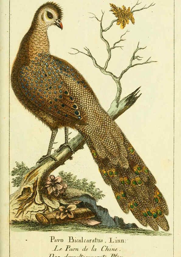 Reproducción/Reproduction 6008540307: Gemeinnüzzige Naturgeschichte des Thierreichs bd 2 plates Berlin ;bei Gottlieb August Lange,1780-1789