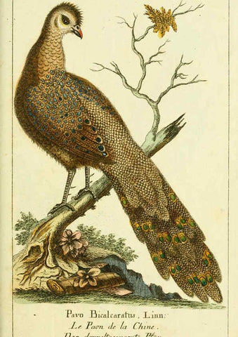 Reproducción/Reproduction 6008540307: Gemeinnüzzige Naturgeschichte des Thierreichs bd 2 plates Berlin ;bei Gottlieb August Lange,1780-1789