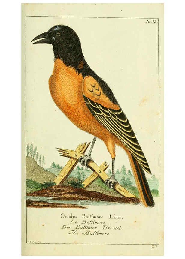 Reproducción/Reproduction 6009082724: Gemeinnüzzige Naturgeschichte des Thierreichs bd 2 plates Berlin ;bei Gottlieb August Lange,1780-1789