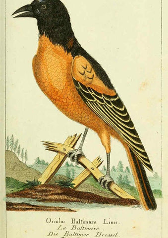 Reproducción/Reproduction 6009082724: Gemeinnüzzige Naturgeschichte des Thierreichs bd 2 plates Berlin ;bei Gottlieb August Lange,1780-1789