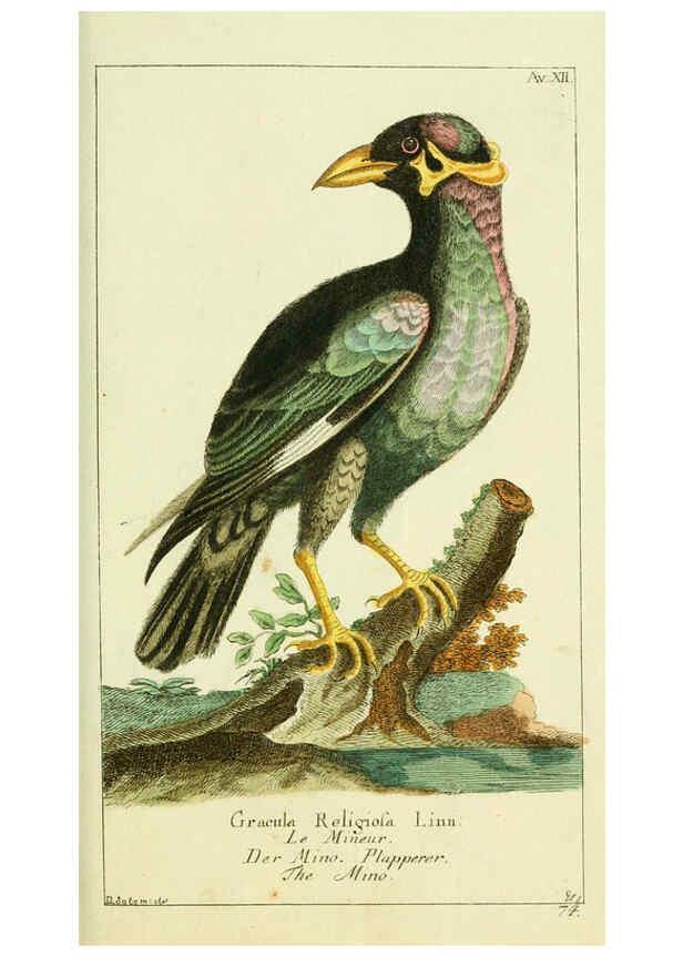Reproducción/Reproduction 6009083020: Gemeinnüzzige Naturgeschichte des Thierreichs bd 2 plates Berlin ;bei Gottlieb August Lange,1780-1789