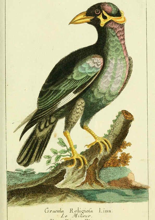 Reproducción/Reproduction 6009083020: Gemeinnüzzige Naturgeschichte des Thierreichs bd 2 plates Berlin ;bei Gottlieb August Lange,1780-1789
