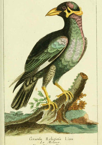 Reproducción/Reproduction 6009083020: Gemeinnüzzige Naturgeschichte des Thierreichs bd 2 plates Berlin ;bei Gottlieb August Lange,1780-1789
