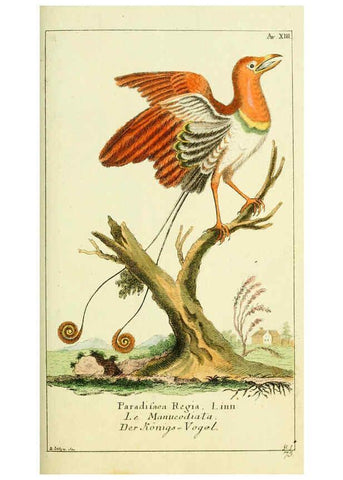 Reproducción/Reproduction 6008535651: Gemeinnüzzige Naturgeschichte des Thierreichs bd 2 plates Berlin ;bei Gottlieb August Lange,1780-1789