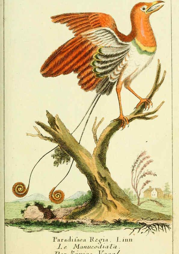 Reproducción/Reproduction 6008535651: Gemeinnüzzige Naturgeschichte des Thierreichs bd 2 plates Berlin ;bei Gottlieb August Lange,1780-1789