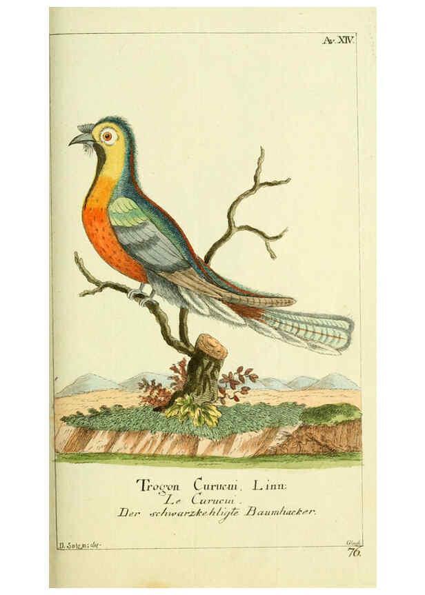 Reproducción/Reproduction 6009083610: Gemeinnüzzige Naturgeschichte des Thierreichs bd 2 plates Berlin ;bei Gottlieb August Lange,1780-1789