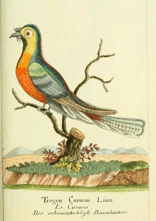Reproducción/Reproduction 6009083610: Gemeinnüzzige Naturgeschichte des Thierreichs bd 2 plates Berlin ;bei Gottlieb August Lange,1780-1789
