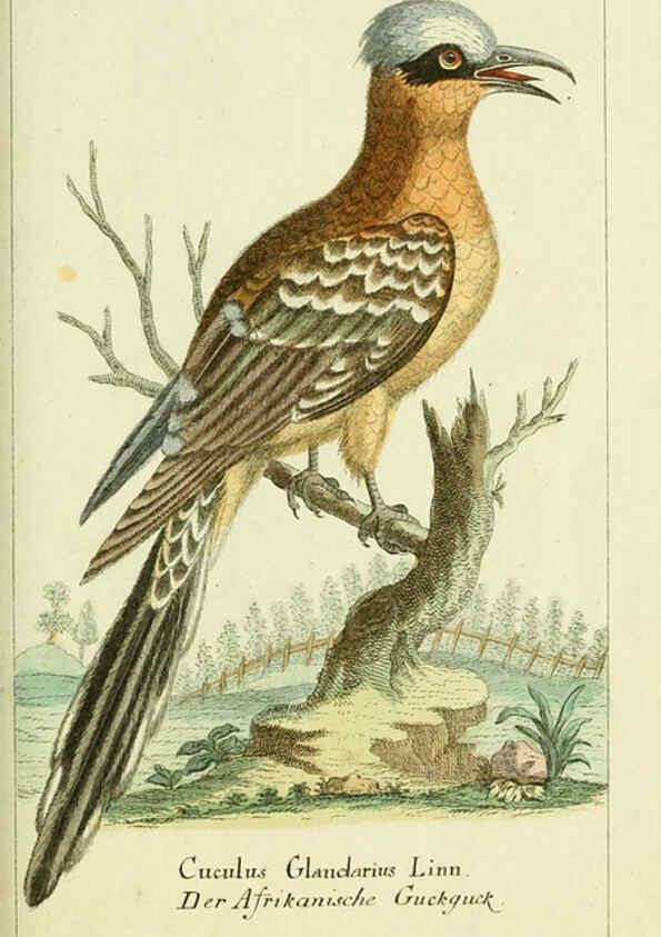 Reproducción/Reproduction 6009083880: Gemeinnüzzige Naturgeschichte des Thierreichs bd 2 plates Berlin ;bei Gottlieb August Lange,1780-1789