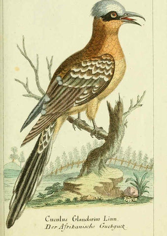 Reproducción/Reproduction 6009083880: Gemeinnüzzige Naturgeschichte des Thierreichs bd 2 plates Berlin ;bei Gottlieb August Lange,1780-1789