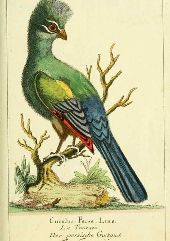 Reproducción/Reproduction 6009084370: Gemeinnüzzige Naturgeschichte des Thierreichs bd 2 plates Berlin ;bei Gottlieb August Lange,1780-1789