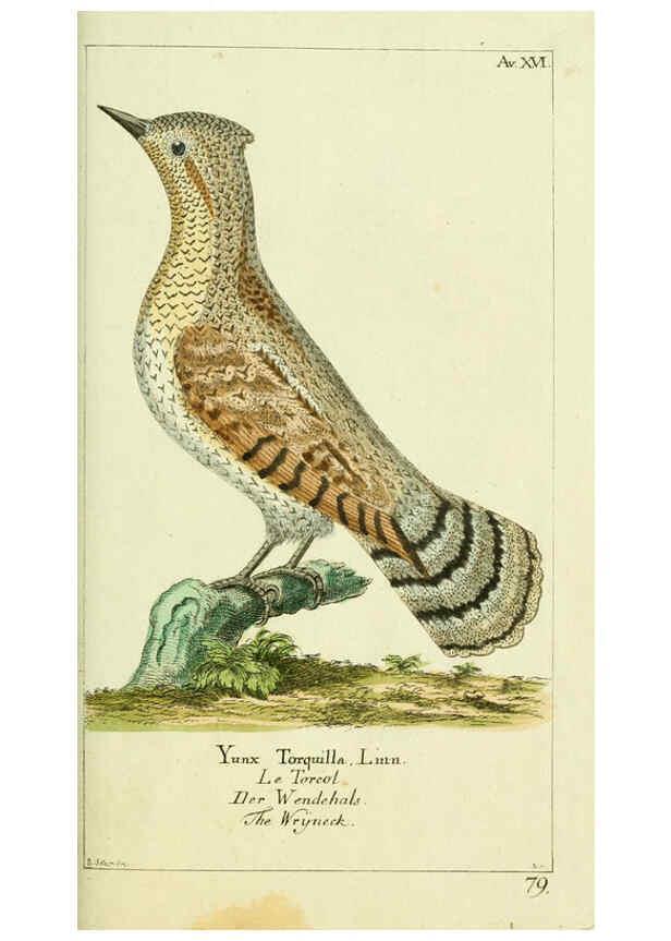Reproducción/Reproduction 6009084706: Gemeinnüzzige Naturgeschichte des Thierreichs bd 2 plates Berlin ;bei Gottlieb August Lange,1780-1789