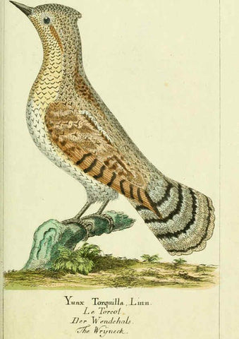 Reproducción/Reproduction 6009084706: Gemeinnüzzige Naturgeschichte des Thierreichs bd 2 plates Berlin ;bei Gottlieb August Lange,1780-1789