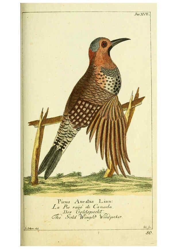 Reproducción/Reproduction 6008537269: Gemeinnüzzige Naturgeschichte des Thierreichs bd 2 plates Berlin ;bei Gottlieb August Lange,1780-1789
