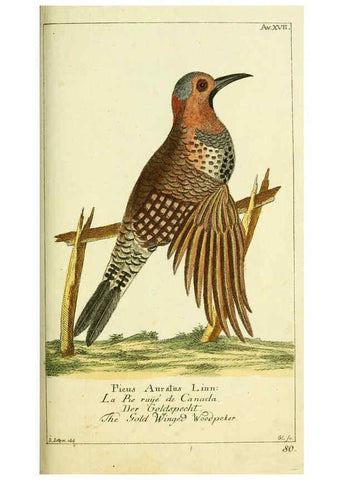 Reproducción/Reproduction 6008537269: Gemeinnüzzige Naturgeschichte des Thierreichs bd 2 plates Berlin ;bei Gottlieb August Lange,1780-1789