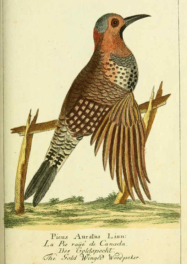 Reproducción/Reproduction 6008537269: Gemeinnüzzige Naturgeschichte des Thierreichs bd 2 plates Berlin ;bei Gottlieb August Lange,1780-1789