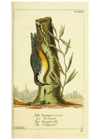Reproducción/Reproduction 6009085210: Gemeinnüzzige Naturgeschichte des Thierreichs bd 2 plates Berlin ;bei Gottlieb August Lange,1780-1789