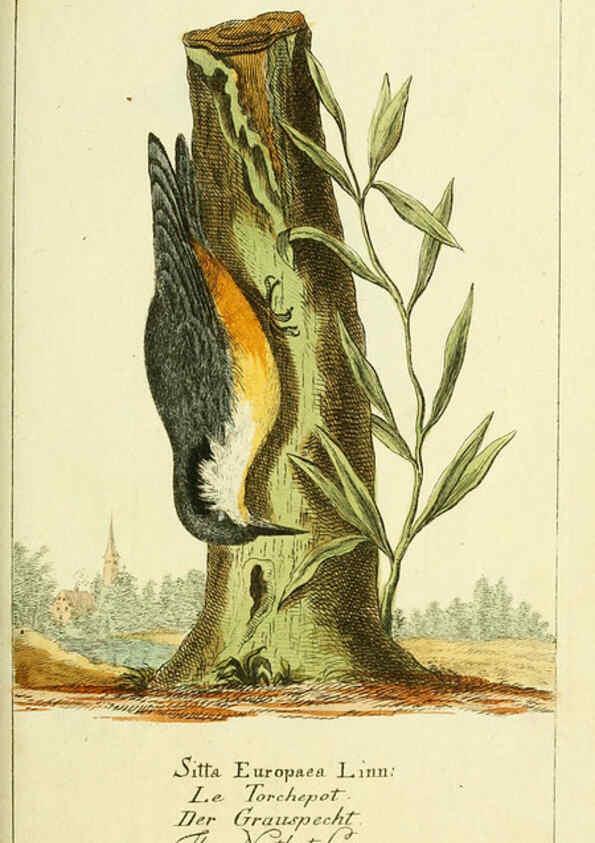 Reproducción/Reproduction 6009085210: Gemeinnüzzige Naturgeschichte des Thierreichs bd 2 plates Berlin ;bei Gottlieb August Lange,1780-1789