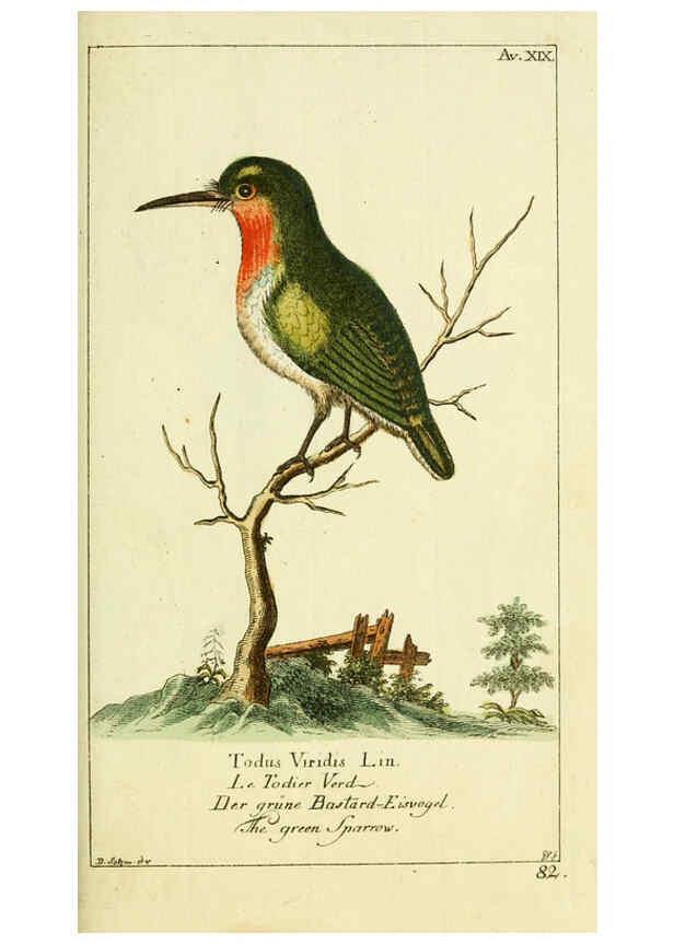 Reproducción/Reproduction 6009085410: Gemeinnüzzige Naturgeschichte des Thierreichs bd 2 plates Berlin ;bei Gottlieb August Lange,1780-1789