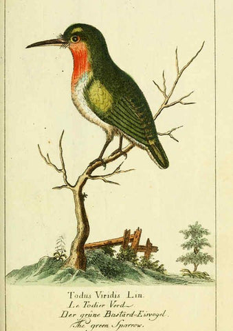 Reproducción/Reproduction 6009085410: Gemeinnüzzige Naturgeschichte des Thierreichs bd 2 plates Berlin ;bei Gottlieb August Lange,1780-1789