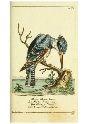 Reproducción/Reproduction 6008538035: Gemeinnüzzige Naturgeschichte des Thierreichs bd 2 plates Berlin ;bei Gottlieb August Lange,1780-1789