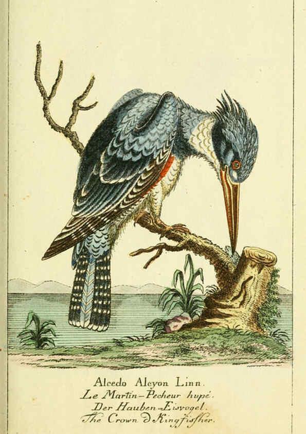 Reproducción/Reproduction 6008538035: Gemeinnüzzige Naturgeschichte des Thierreichs bd 2 plates Berlin ;bei Gottlieb August Lange,1780-1789