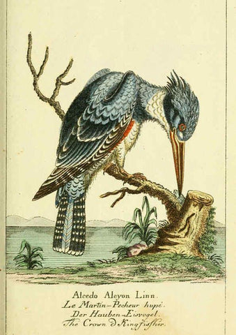 Reproducción/Reproduction 6008538035: Gemeinnüzzige Naturgeschichte des Thierreichs bd 2 plates Berlin ;bei Gottlieb August Lange,1780-1789