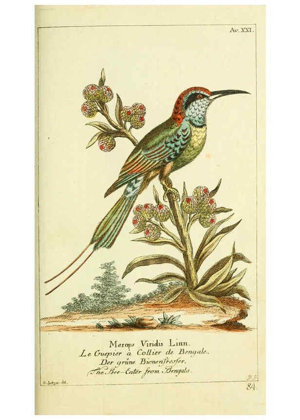 Reproducción/Reproduction 6008538335: Gemeinnüzzige Naturgeschichte des Thierreichs bd 2 plates Berlin ;bei Gottlieb August Lange,1780-1789
