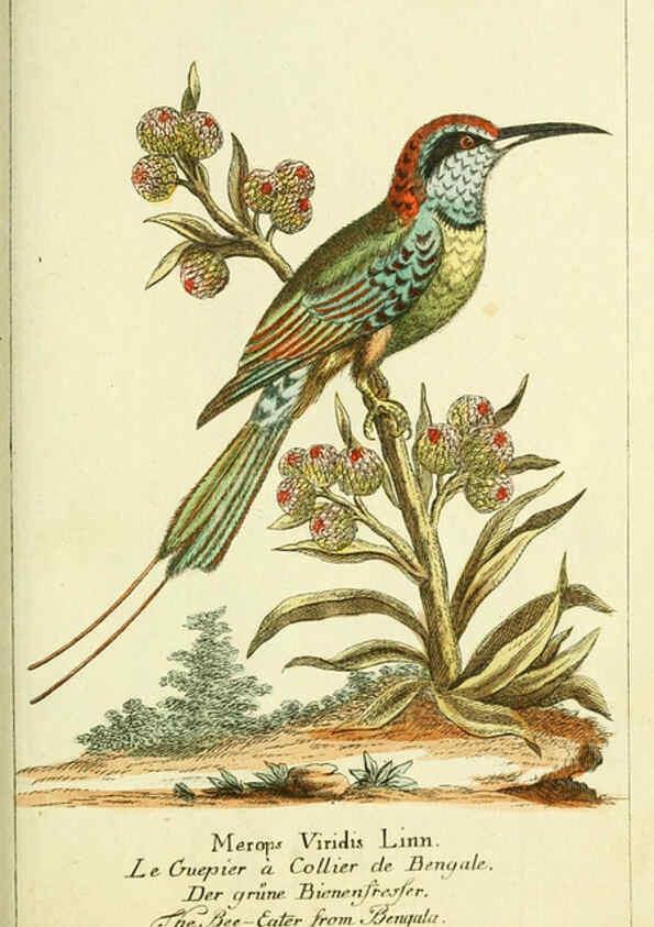 Reproducción/Reproduction 6008538335: Gemeinnüzzige Naturgeschichte des Thierreichs bd 2 plates Berlin ;bei Gottlieb August Lange,1780-1789