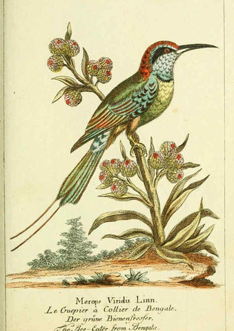 Reproducción/Reproduction 6008538335: Gemeinnüzzige Naturgeschichte des Thierreichs bd 2 plates Berlin ;bei Gottlieb August Lange,1780-1789
