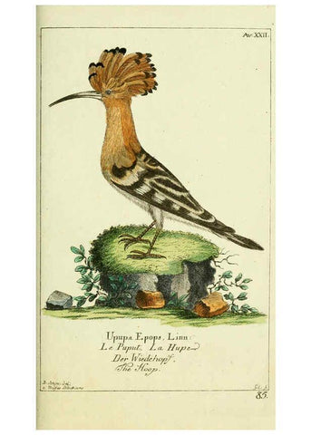 Reproducción/Reproduction 6008538569: Gemeinnüzzige Naturgeschichte des Thierreichs bd 2 plates Berlin ;bei Gottlieb August Lange,1780-1789