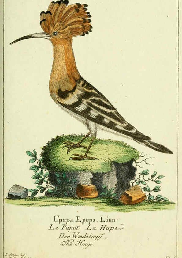 Reproducción/Reproduction 6008538569: Gemeinnüzzige Naturgeschichte des Thierreichs bd 2 plates Berlin ;bei Gottlieb August Lange,1780-1789