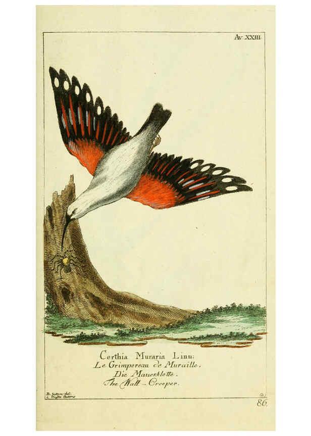 Reproducción/Reproduction 6009086604: Gemeinnüzzige Naturgeschichte des Thierreichs bd 2 plates Berlin ;bei Gottlieb August Lange,1780-1789