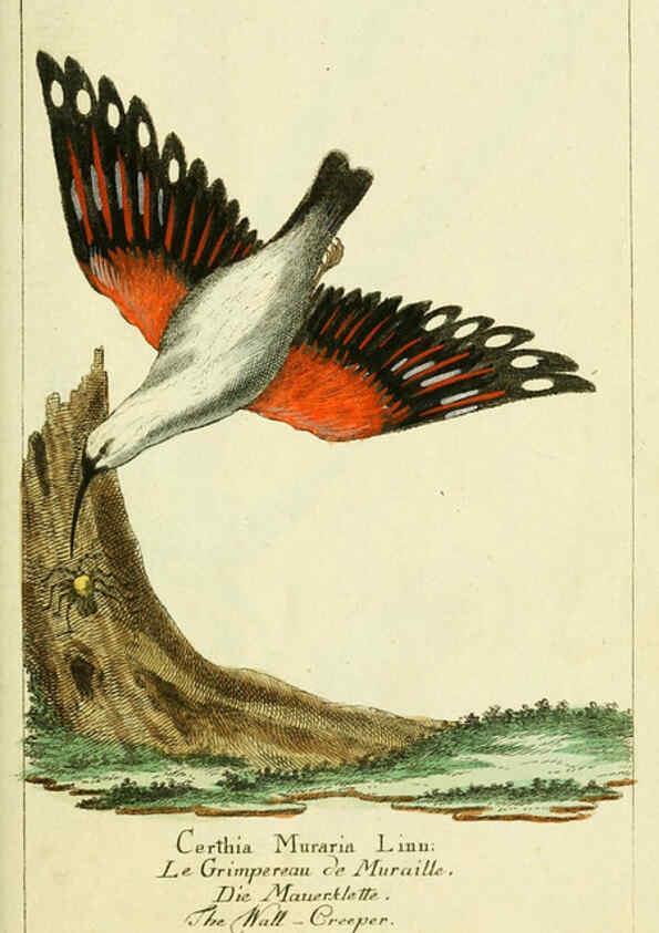 Reproducción/Reproduction 6009086604: Gemeinnüzzige Naturgeschichte des Thierreichs bd 2 plates Berlin ;bei Gottlieb August Lange,1780-1789