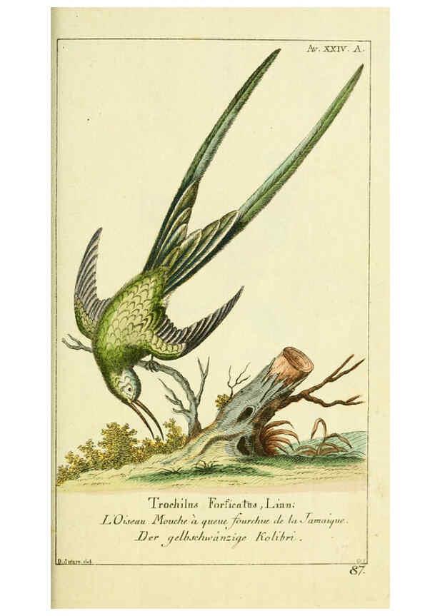 Reproducción/Reproduction 6008539213: Gemeinnüzzige Naturgeschichte des Thierreichs bd 2 plates Berlin ;bei Gottlieb August Lange,1780-1789