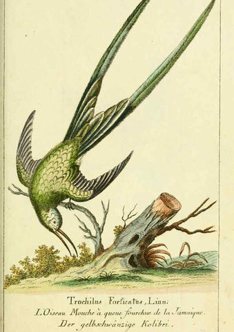 Reproducción/Reproduction 6008539213: Gemeinnüzzige Naturgeschichte des Thierreichs bd 2 plates Berlin ;bei Gottlieb August Lange,1780-1789