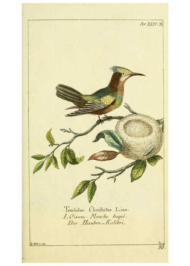 Reproducción/Reproduction 6008539529: Gemeinnüzzige Naturgeschichte des Thierreichs bd 2 plates Berlin ;bei Gottlieb August Lange,1780-1789