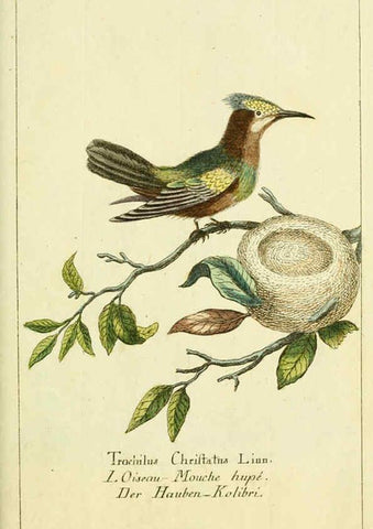 Reproducción/Reproduction 6008539529: Gemeinnüzzige Naturgeschichte des Thierreichs bd 2 plates Berlin ;bei Gottlieb August Lange,1780-1789