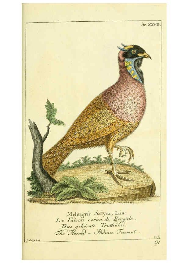 Reproducción/Reproduction 6008540659: Gemeinnüzzige Naturgeschichte des Thierreichs bd 2 plates Berlin ;bei Gottlieb August Lange,1780-1789