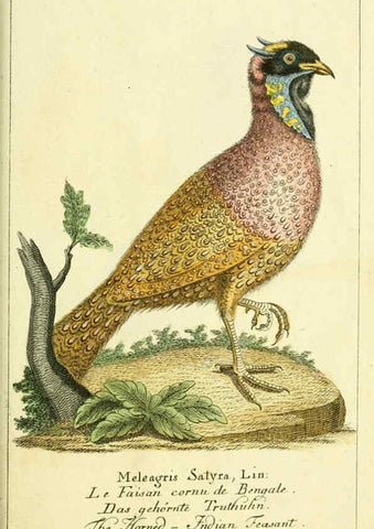 Reproducción/Reproduction 6008540659: Gemeinnüzzige Naturgeschichte des Thierreichs bd 2 plates Berlin ;bei Gottlieb August Lange,1780-1789
