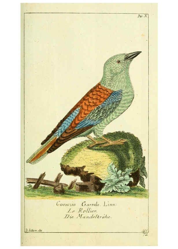 Reproducción/Reproduction 6008534733: Gemeinnüzzige Naturgeschichte des Thierreichs bd 2 plates Berlin ;bei Gottlieb August Lange,1780-1789