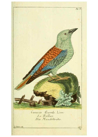 Reproducción/Reproduction 6008534733: Gemeinnüzzige Naturgeschichte des Thierreichs bd 2 plates Berlin ;bei Gottlieb August Lange,1780-1789