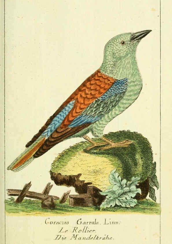 Reproducción/Reproduction 6008534733: Gemeinnüzzige Naturgeschichte des Thierreichs bd 2 plates Berlin ;bei Gottlieb August Lange,1780-1789
