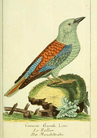 Reproducción/Reproduction 6008534733: Gemeinnüzzige Naturgeschichte des Thierreichs bd 2 plates Berlin ;bei Gottlieb August Lange,1780-1789