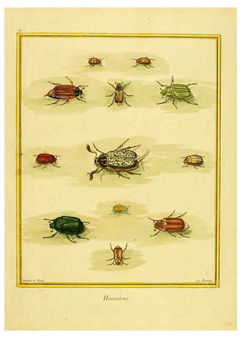 Reproducción/Reproduction 6009187730: Planches enluminées d'histoire naturelle t.1 Paris? :s.n.,1765-1783? 