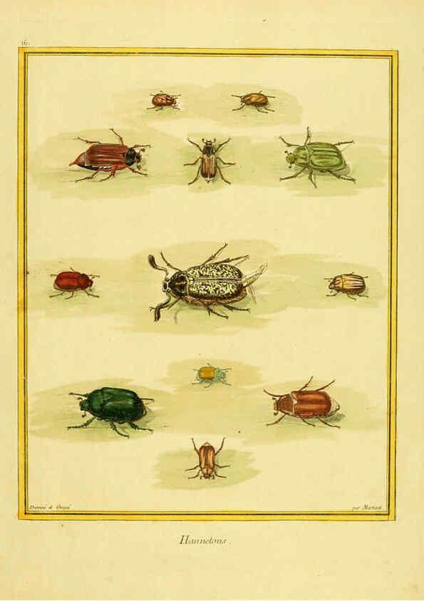 Reproducción/Reproduction 6009187730: Planches enluminées d'histoire naturelle t.1 Paris? :s.n.,1765-1783? 
