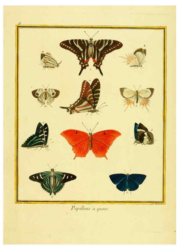 Reproducción/Reproduction 6008639057: Planches enluminées d'histoire naturelle t.1 Paris? :s.n.,1765-1783? 